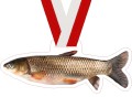 medal karp ryba wędkarstwo.jpg